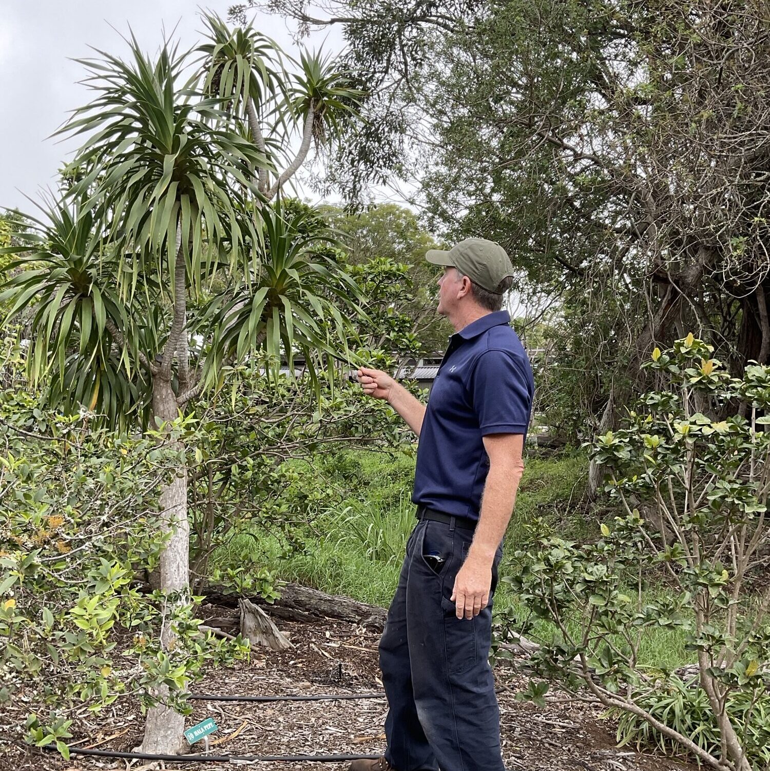 Ray teaching about trees