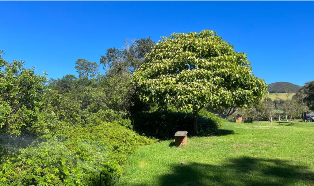 Ulu Laau Nature Park Waimea