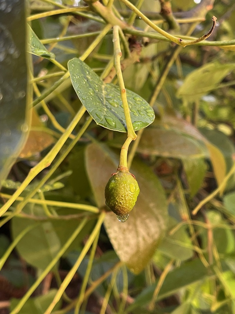 baby avocado