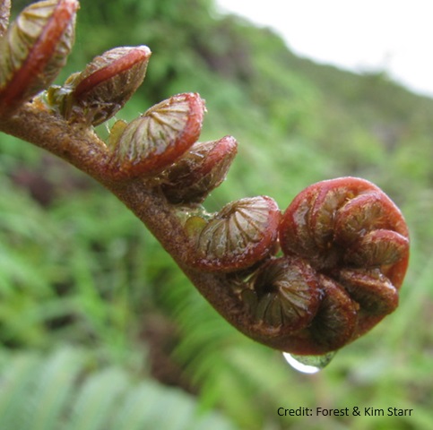 front unfurling