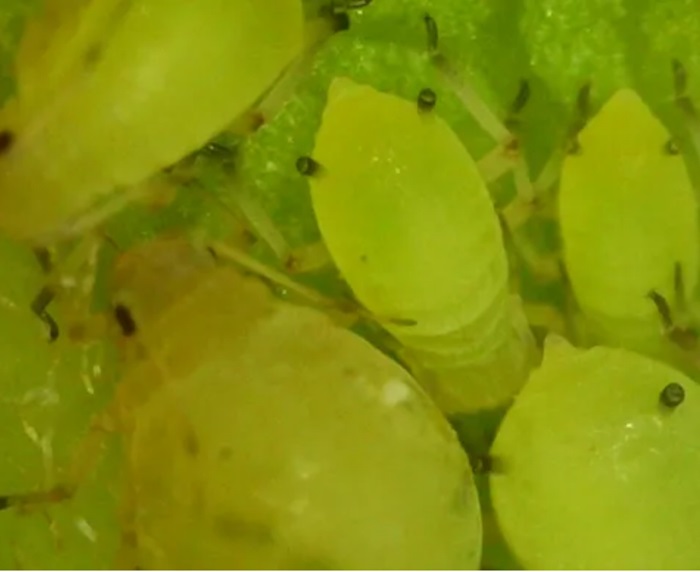 green aphids