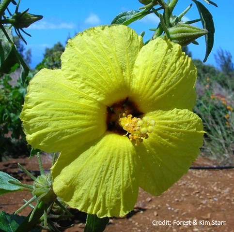 native hibiscus flower