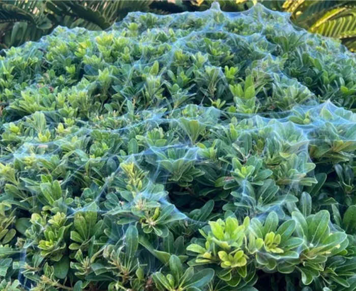 spider mites