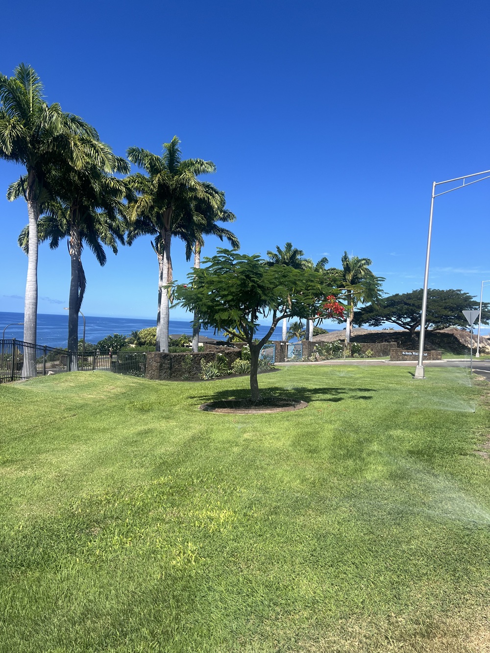 beautiful grassy area and tree after VizRivo irrigation upgrade