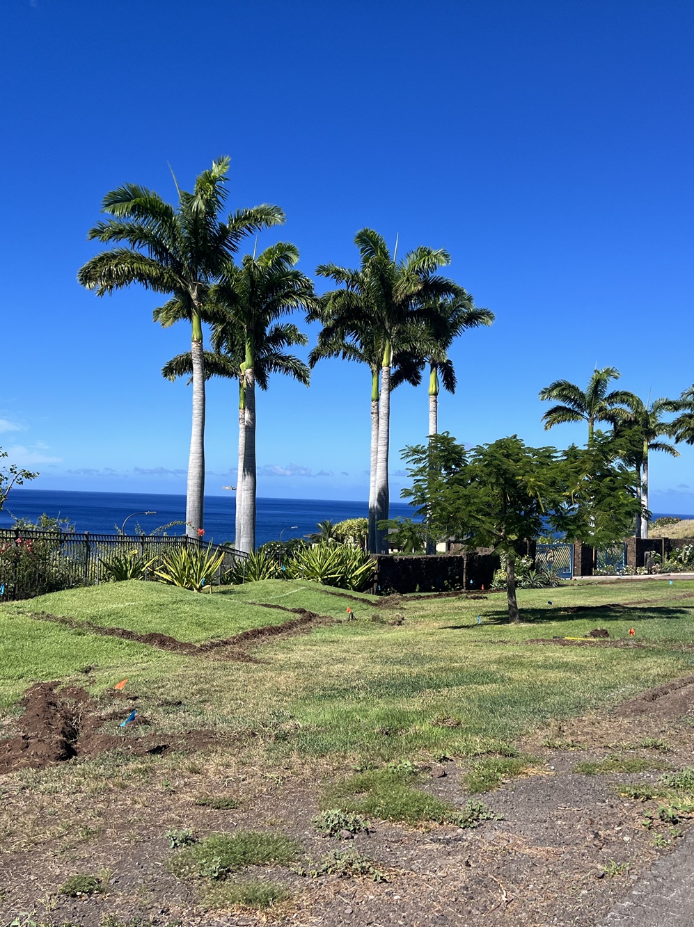 palm trees and dead grass before VizRivo irrigation upgrade